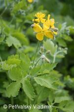 vlaštovičník větší